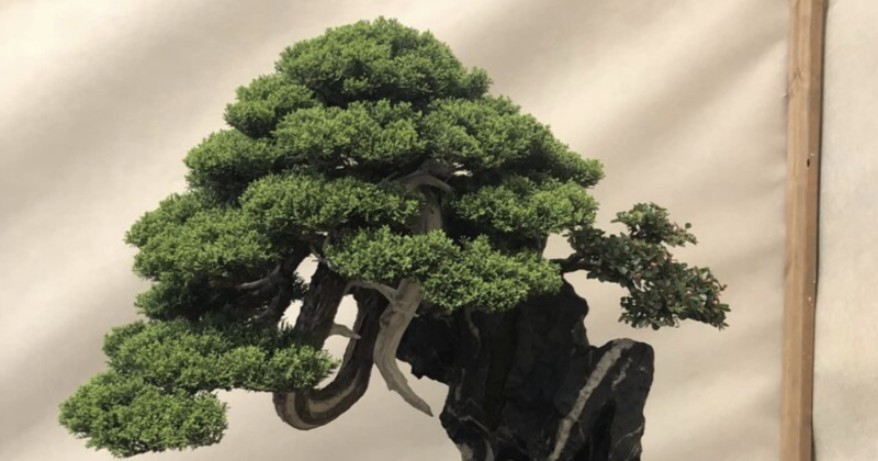 Cervia città giardino: Primavera Bonsai